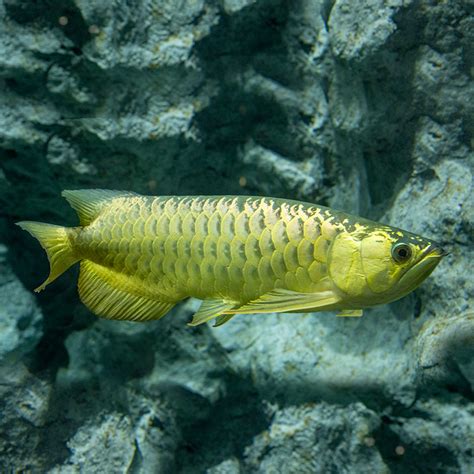 龍 吐 珠 魚|亞洲龍魚｜動物圖鑑｜DMM Kariyushi水族